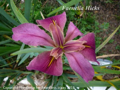 Faenelia Hicks 